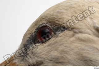 Black stork eye 0005.jpg